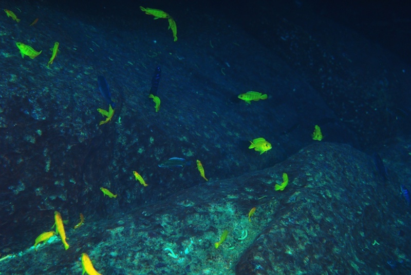 Chindongo saulosi 'Taiwanee Reef'